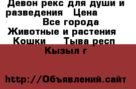 Девон рекс для души и разведения › Цена ­ 20 000 - Все города Животные и растения » Кошки   . Тыва респ.,Кызыл г.